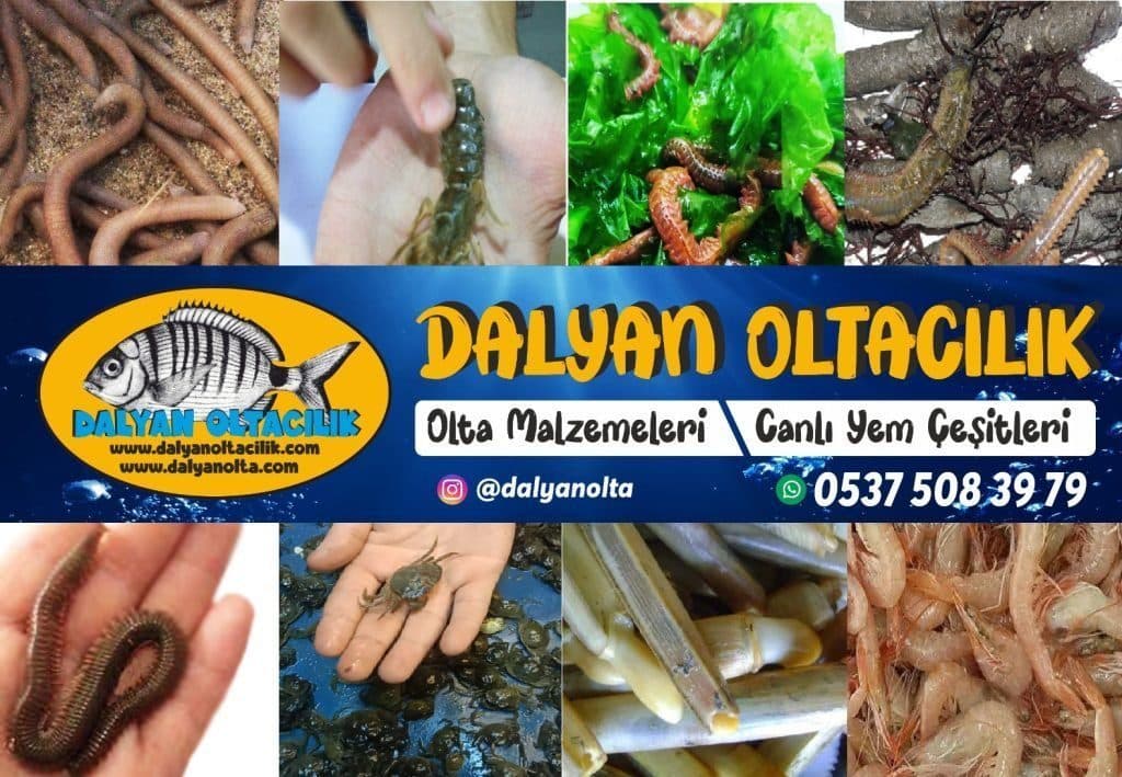 Bibi mi Sülünez mi? Çipura Avında Hangisi Daha Etkili?